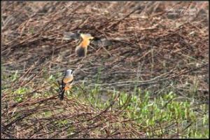古巴夜鷹 古巴夜鷹