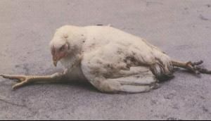 雞馬立克氏病 雞馬立克氏病