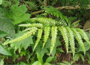 全緣斜方複葉耳蕨 全緣斜方複葉耳蕨