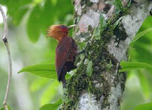 中美洲啄木鳥