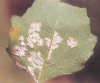 藥用植物蒼耳霜霉病 藥用植物蒼耳霜霉病