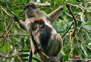 河綠疣猴 河綠疣猴