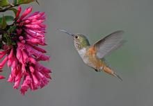 皇領蜂鳥 皇領蜂鳥