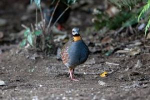 紅眶鷓鴣 紅眶鷓鴣