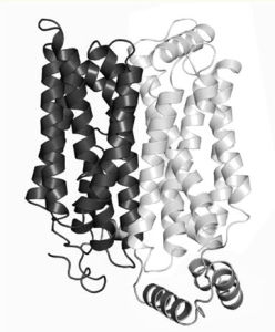 人源葡萄糖轉運蛋白GLUT1的結構模型