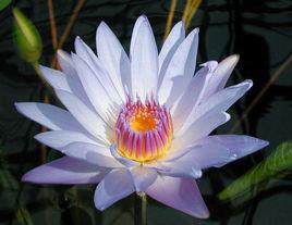 藍鳥[睡蓮品種]