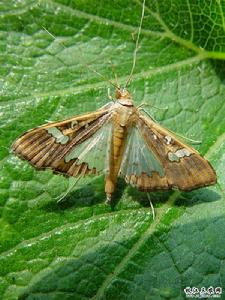 豇豆莢螟 豇豆莢螟