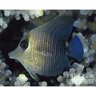 斑馬倒吊 斑馬倒吊