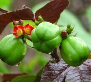 棉葉膏桐 棉葉膏桐