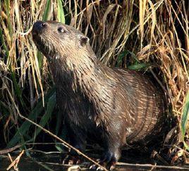 日本水獺 日本水獺