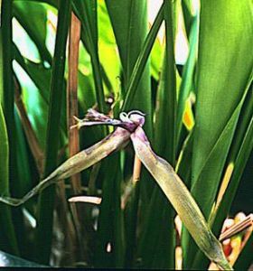 海南蘭花蕉 海南蘭花蕉