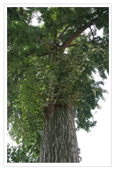 垂枝銀杏 垂枝銀杏