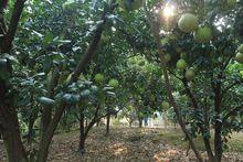 馬家柚成年樹修剪