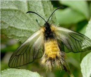 大葉黃楊長毛斑蛾 大葉黃楊長毛斑蛾