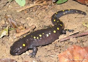 （圖）呈貢蠑螈