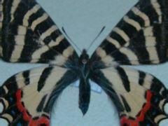 麗斑褐鳳蝶
