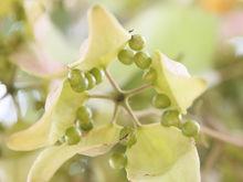 中國梧桐樹葉與梧桐子