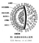 病毒分子圖
