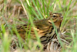 樹鷚東北亞種 樹鷚東北亞種