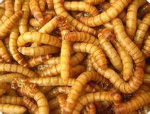 黃粉蟲的飼養 黃粉蟲的飼養