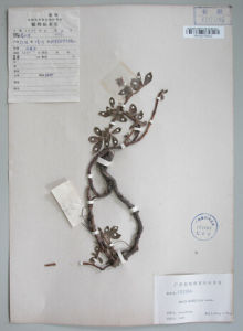 歐越橘柳 歐越橘柳