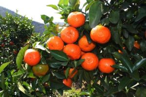 鐘山縣鳳翔鎮砂糖橘