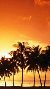 椰子洲島 椰子洲島