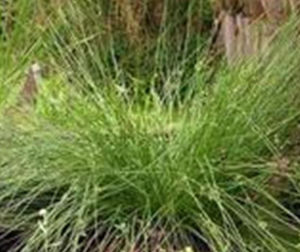 熱河燈心草 熱河燈心草