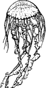 金黃水母 金黃水母