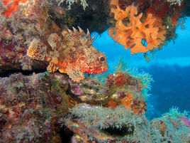 地中海石斑魚 地中海石斑魚