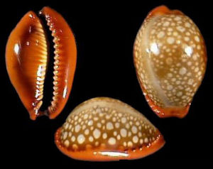 橘紅寶螺 橘紅寶螺