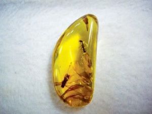 琥珀蜜蠟收藏新寵