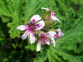 香葉天竺葵 香葉天竺葵