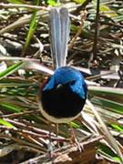 細尾鷯鶯科 細尾鷯鶯科