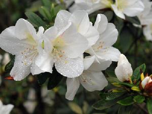 白毛華麗杜鵑 白毛華麗杜鵑