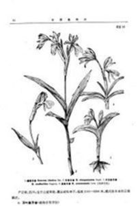 華象牙參 華象牙參