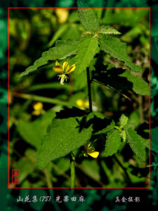 光果田麻 光果田麻