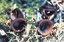 龍膽球腔菌 龍膽球腔菌