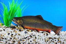 七彩鮭魚 七彩鮭魚