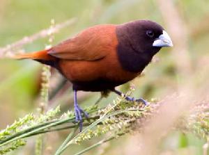 黑頭文鳥 黑頭文鳥