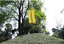 定軍山[陝西省漢中市歷史名山（定軍山之戰主戰場）]