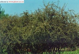 亮葉栒子 亮葉栒子