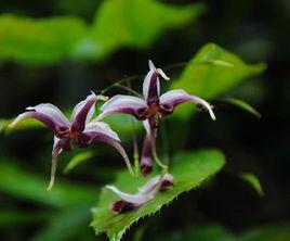 四川淫羊藿 四川淫羊藿
