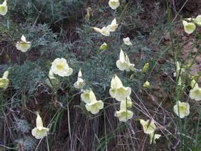 小甘肅蒿 小甘肅蒿