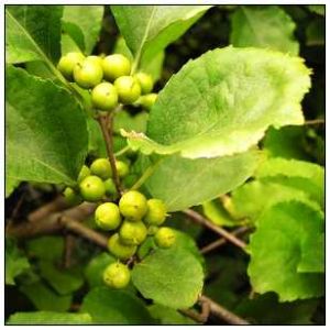 圓葉南蛇藤莖 圓葉南蛇藤莖