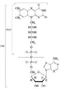 葡糖脫氫酶 葡糖脫氫酶