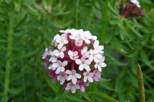 小距纖細黃堇 小距纖細黃堇