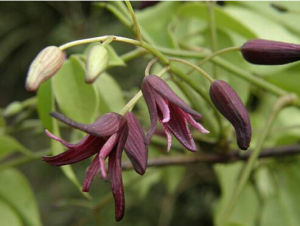 紫花野木瓜 紫花野木瓜