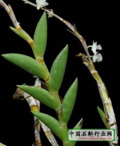 劍葉石斛 劍葉石斛