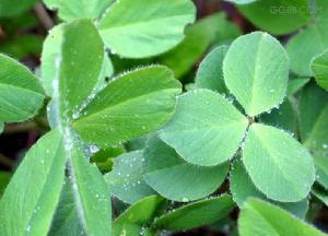 三葉草組織 三葉草組織